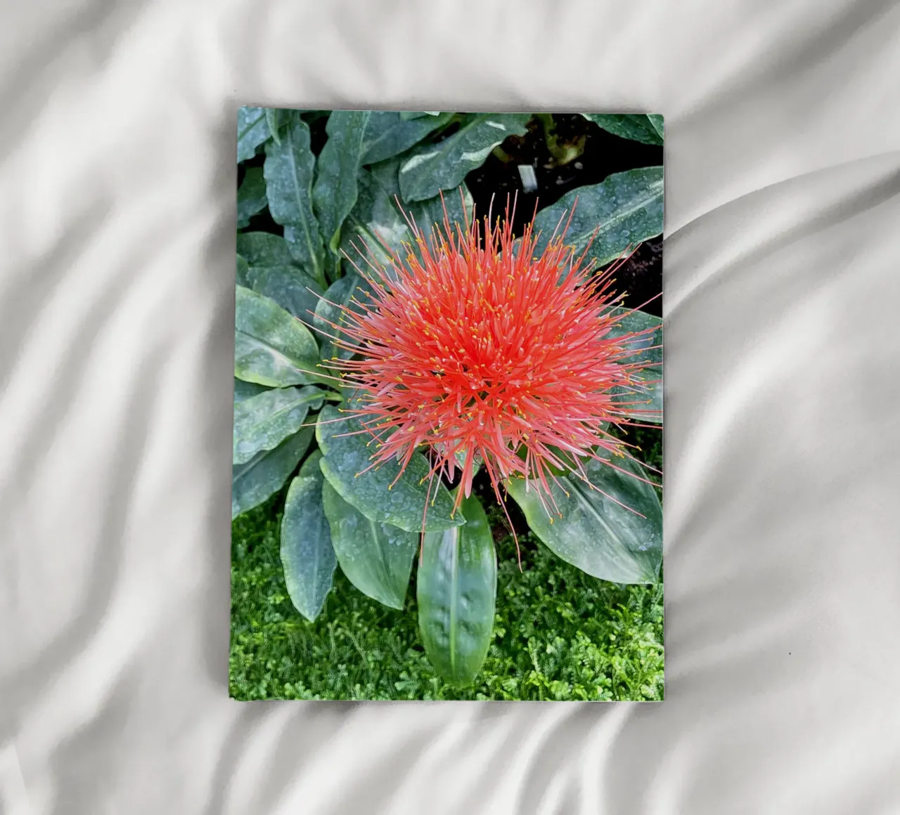 Complementary notebook by Petra Fotografica