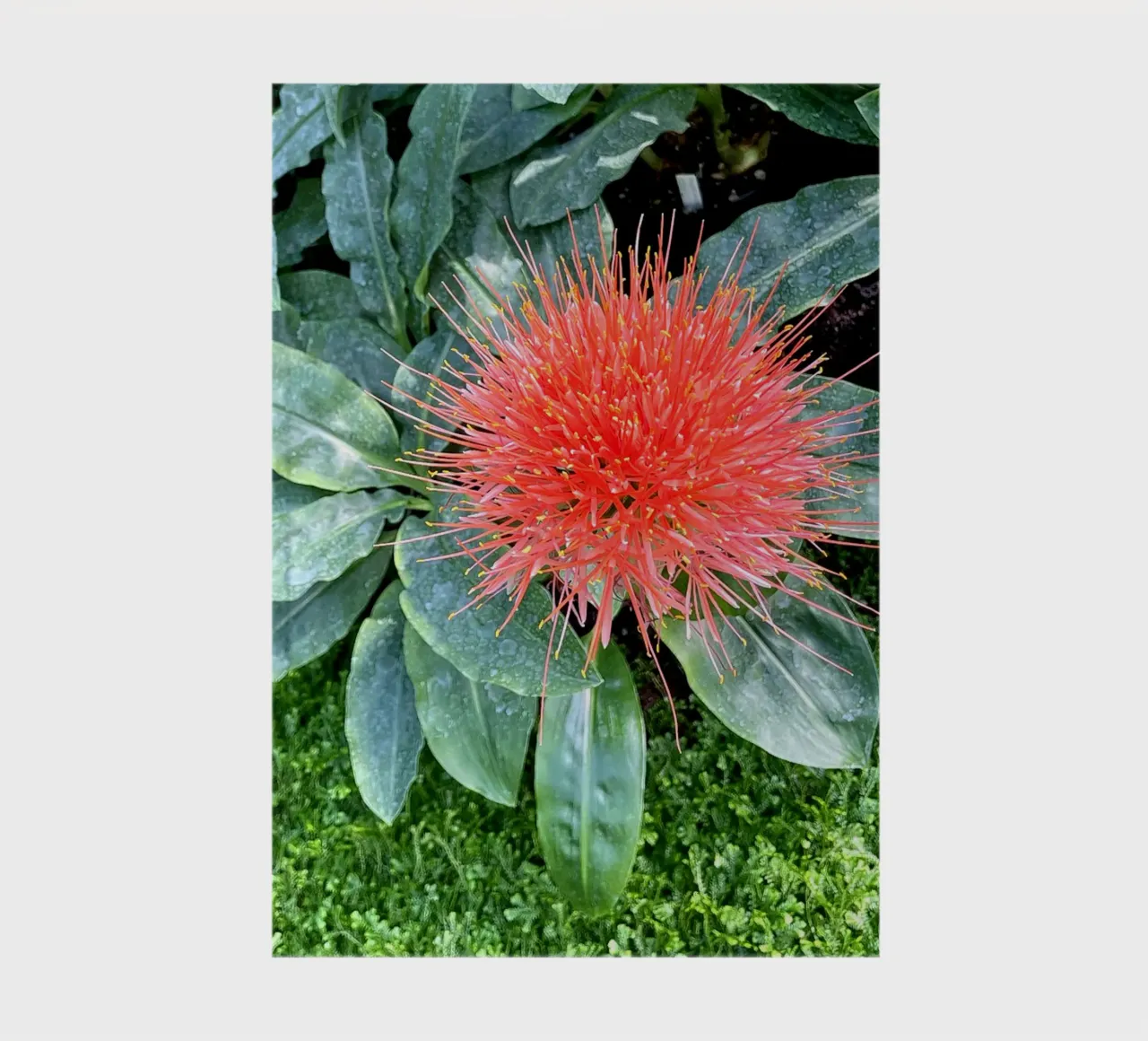 Complementary notebook by Petra Fotografica