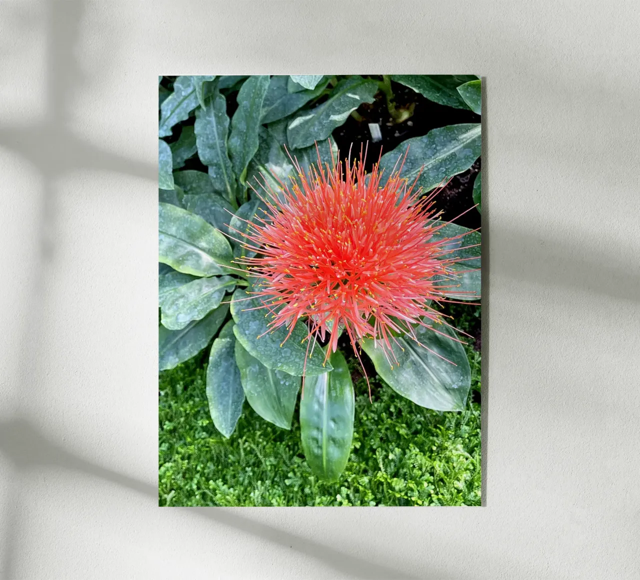 Complementare plexiglass da Petra Fotografica