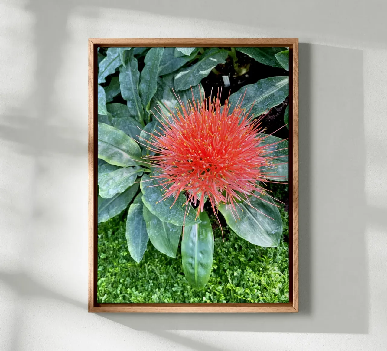 Complementare tela da Petra Fotografica