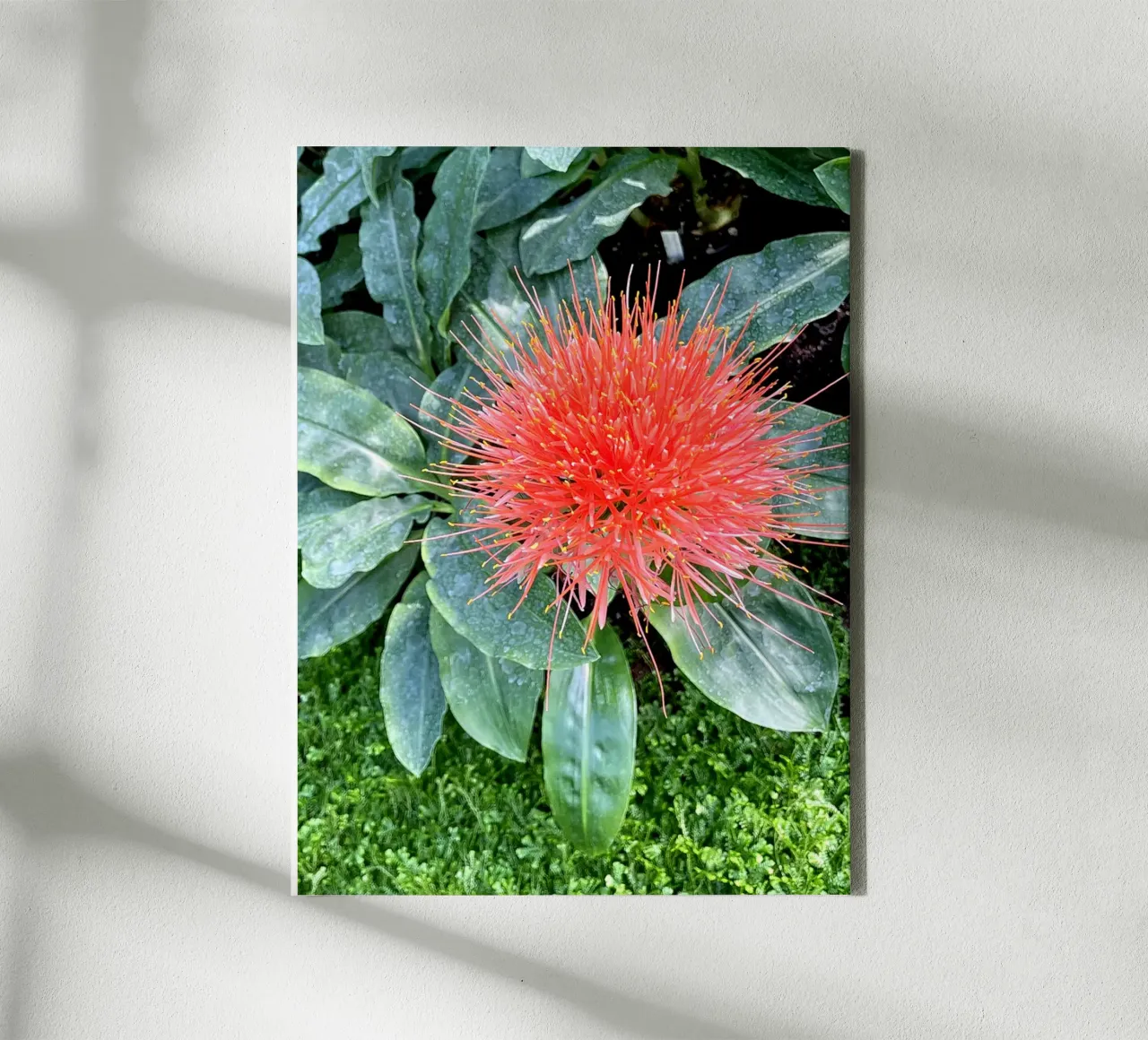 Complementare tela da Petra Fotografica