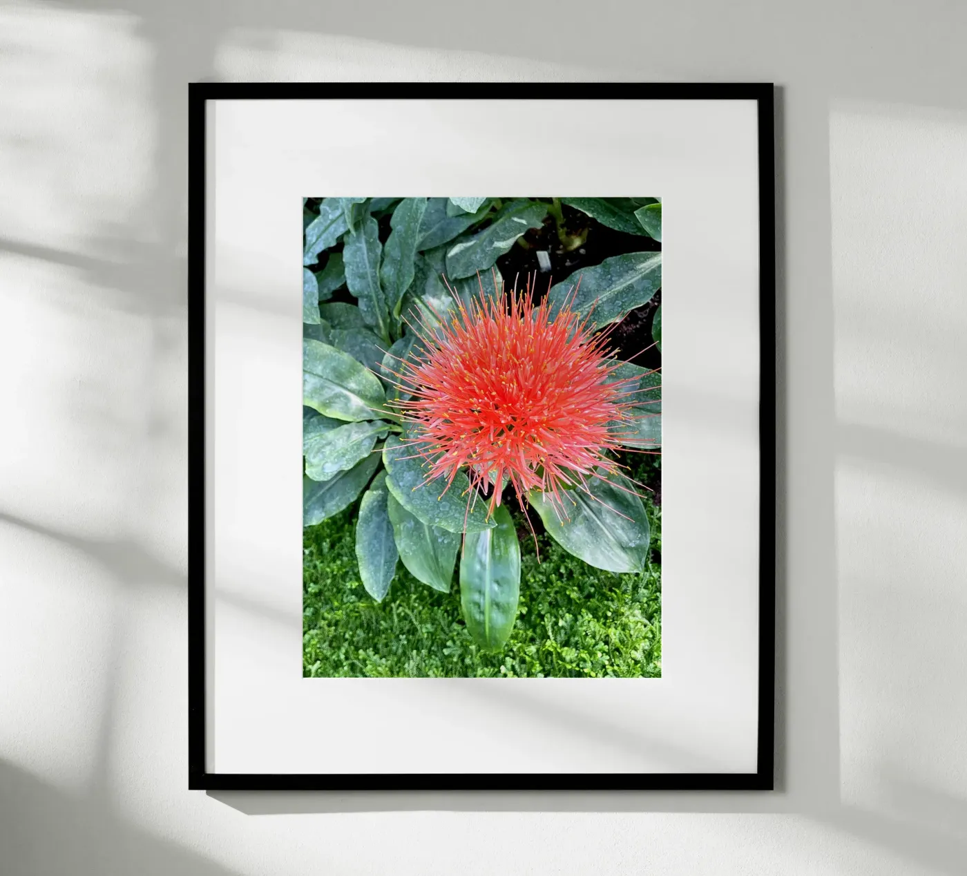 Complementary poster by Petra Fotografica