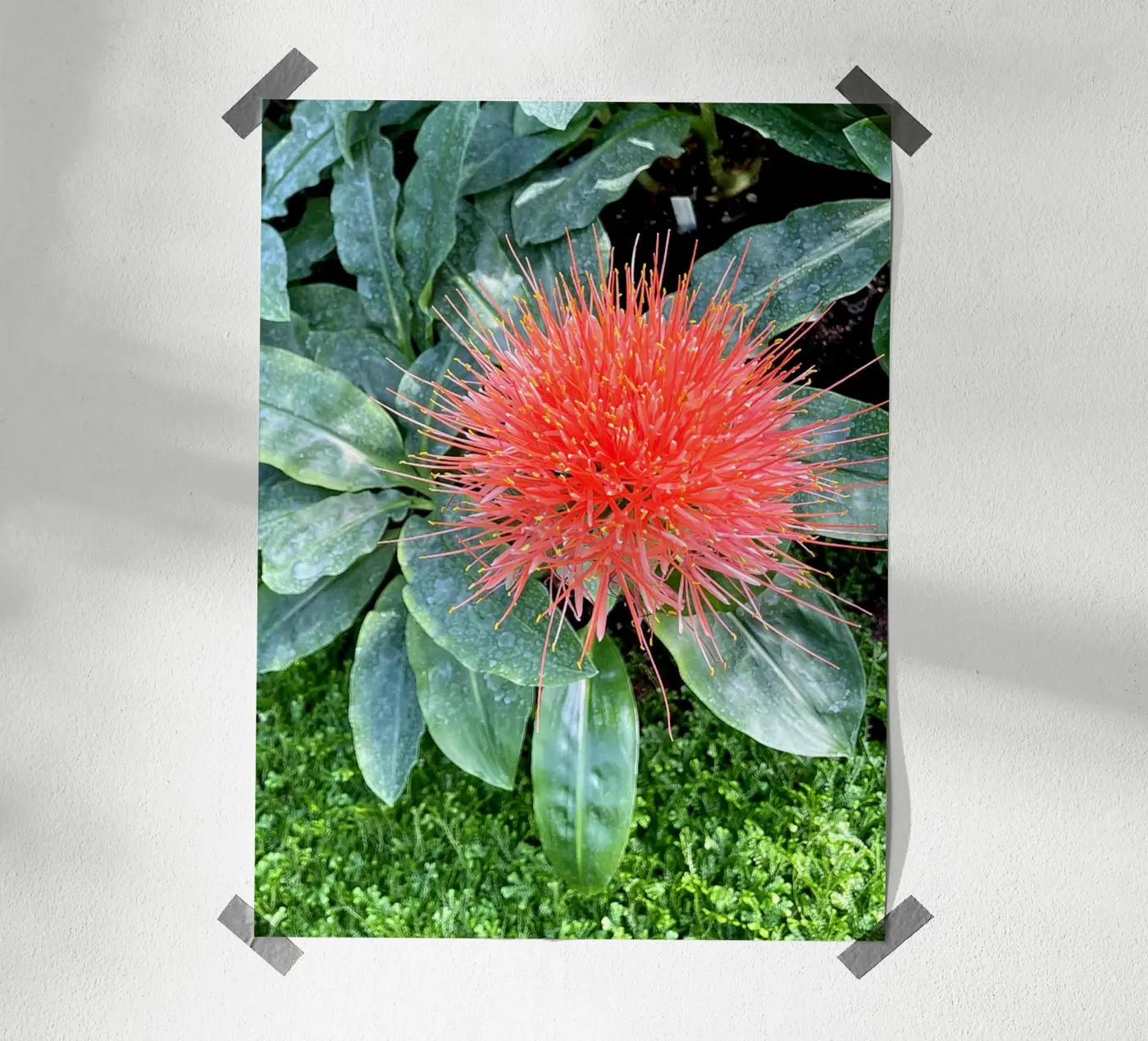 Aanvullende hahnemühle van Petra Fotografica