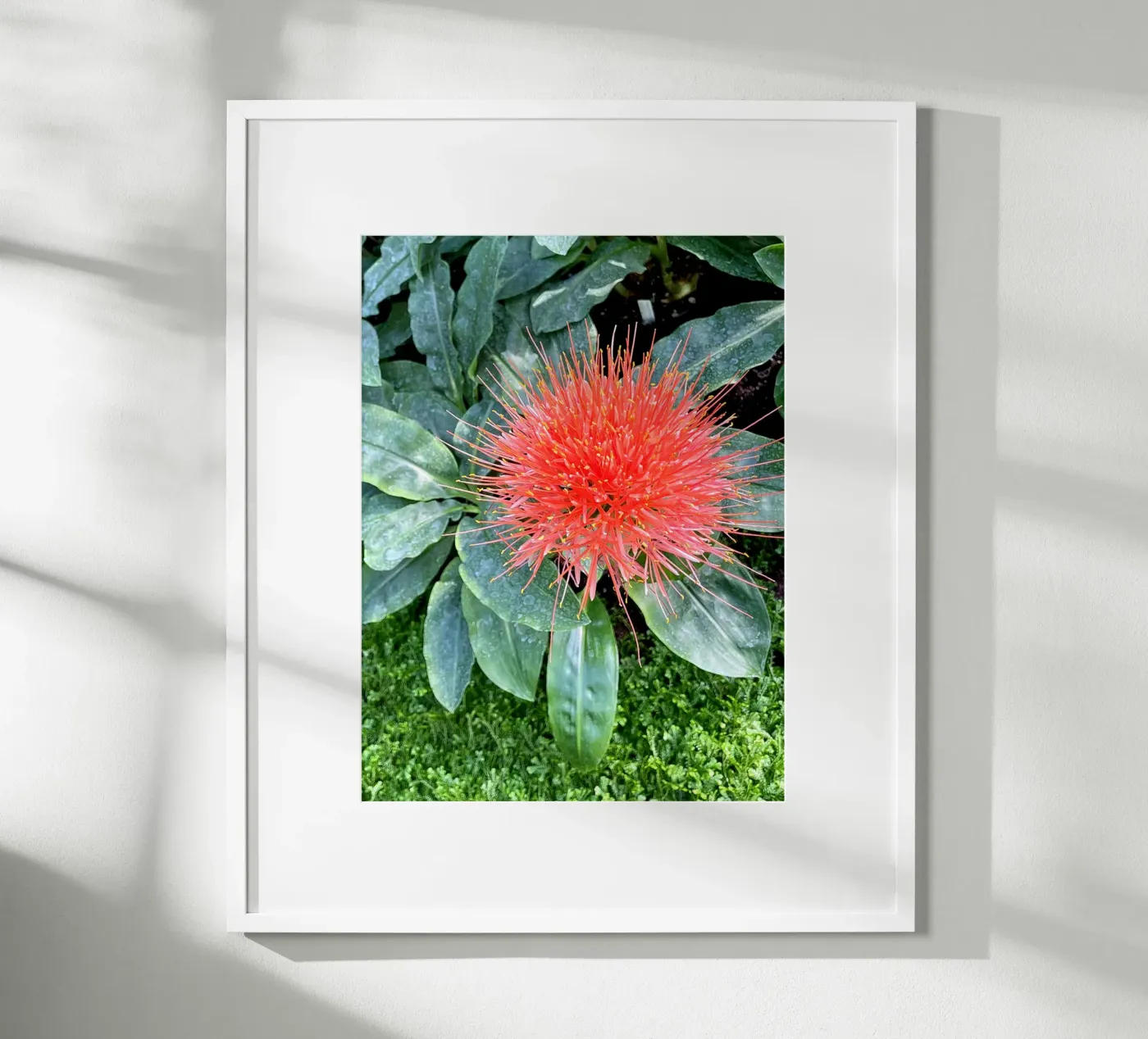 Complementary poster by Petra Fotografica
