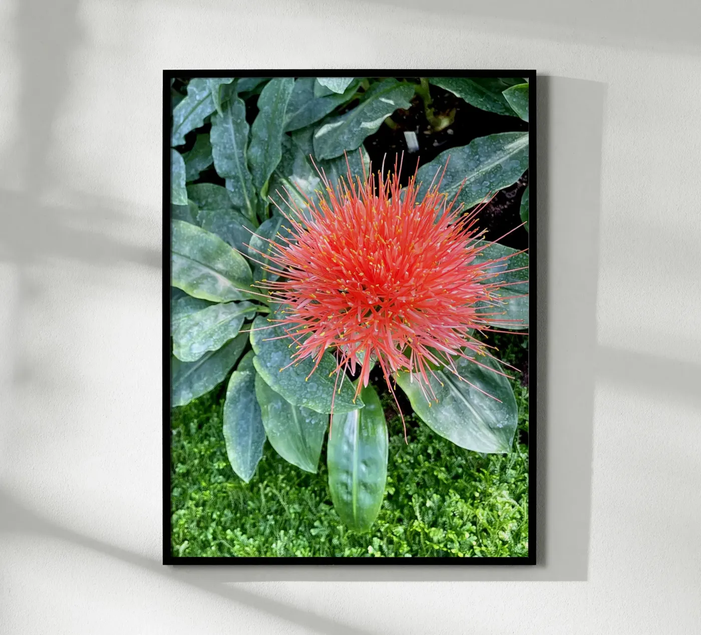 Complementary poster by Petra Fotografica