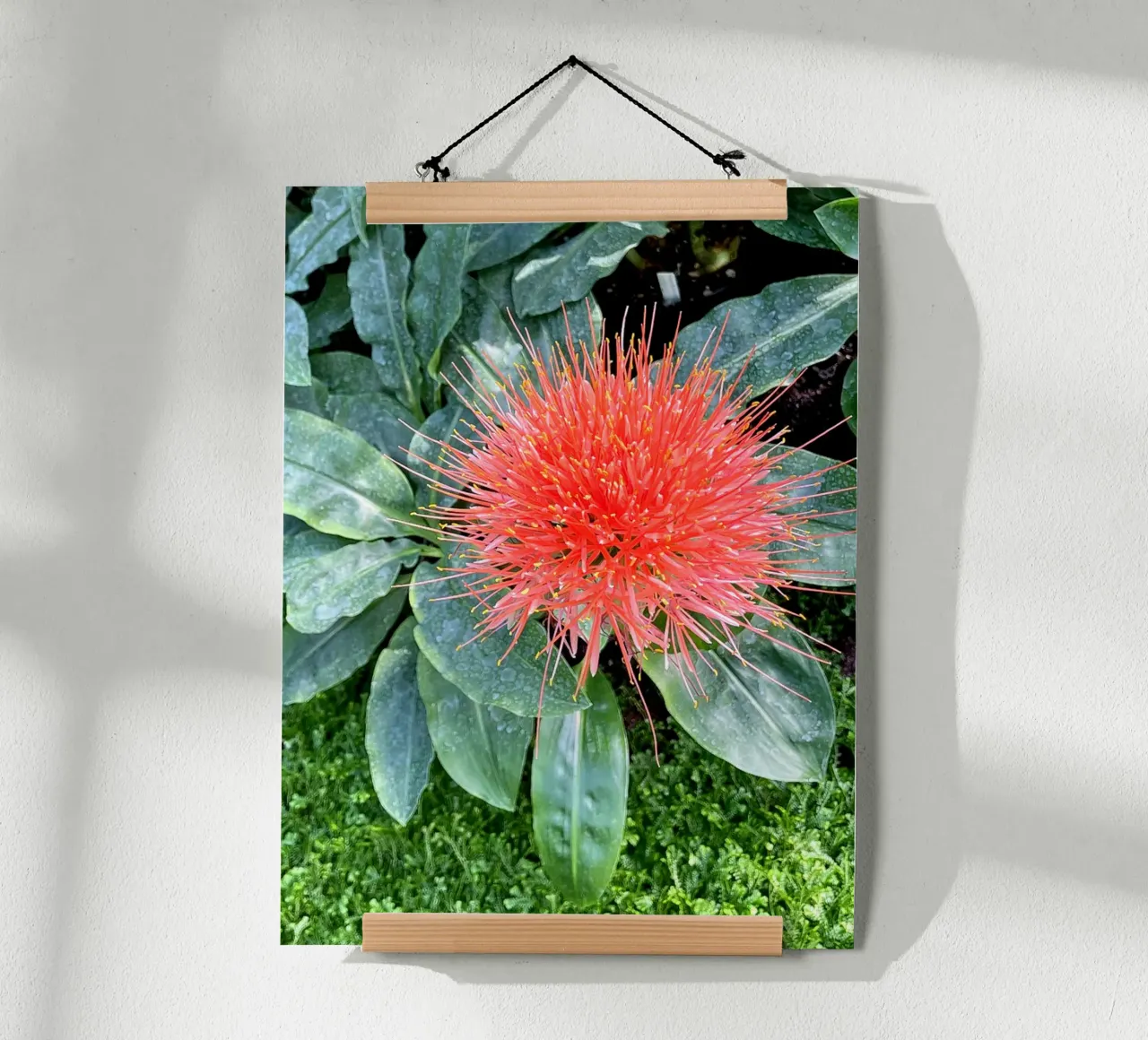 Complementare poster da Petra Fotografica