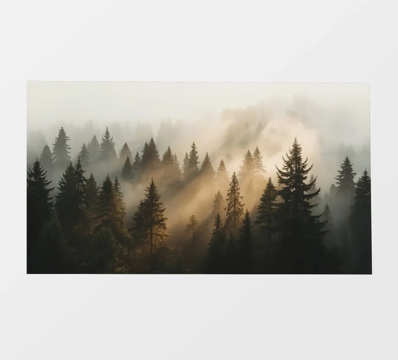 Foresta di conifere nella nebbia con raggi di sole pellicola backlit da DesignDoodle