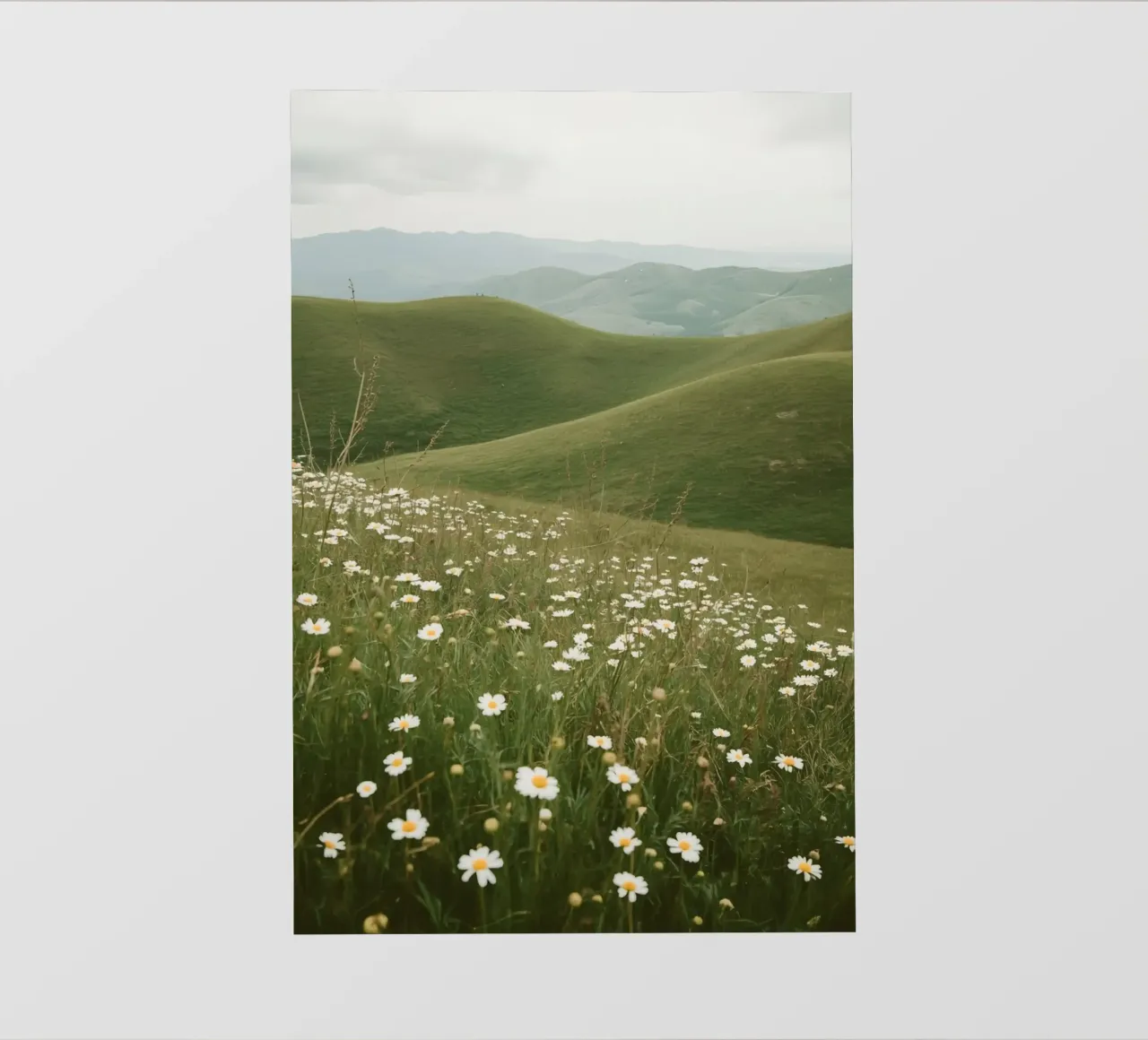 Campo di margherite con colline ondulate pellicola backlit da DesignDoodle