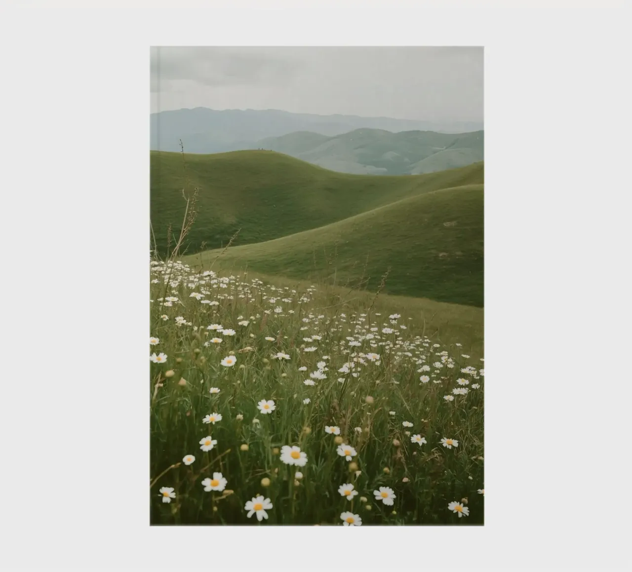Field of Daisies with Rolling Hills notebook by DesignDoodle