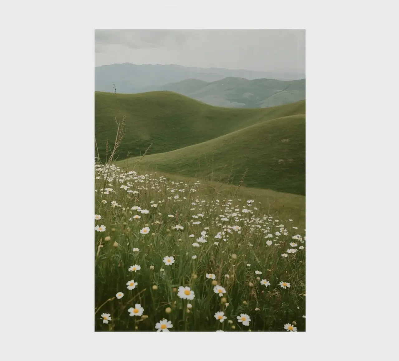 Field of Daisies with Rolling Hills notebook by DesignDoodle