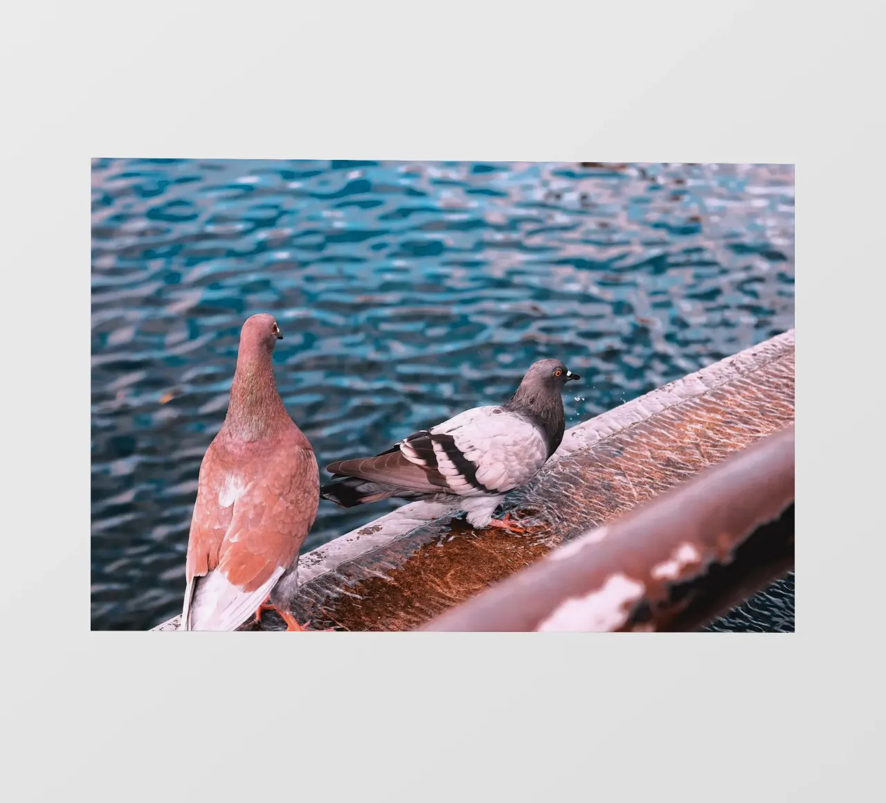 Messaggero di pace pellicola backlit da Nature's Palette