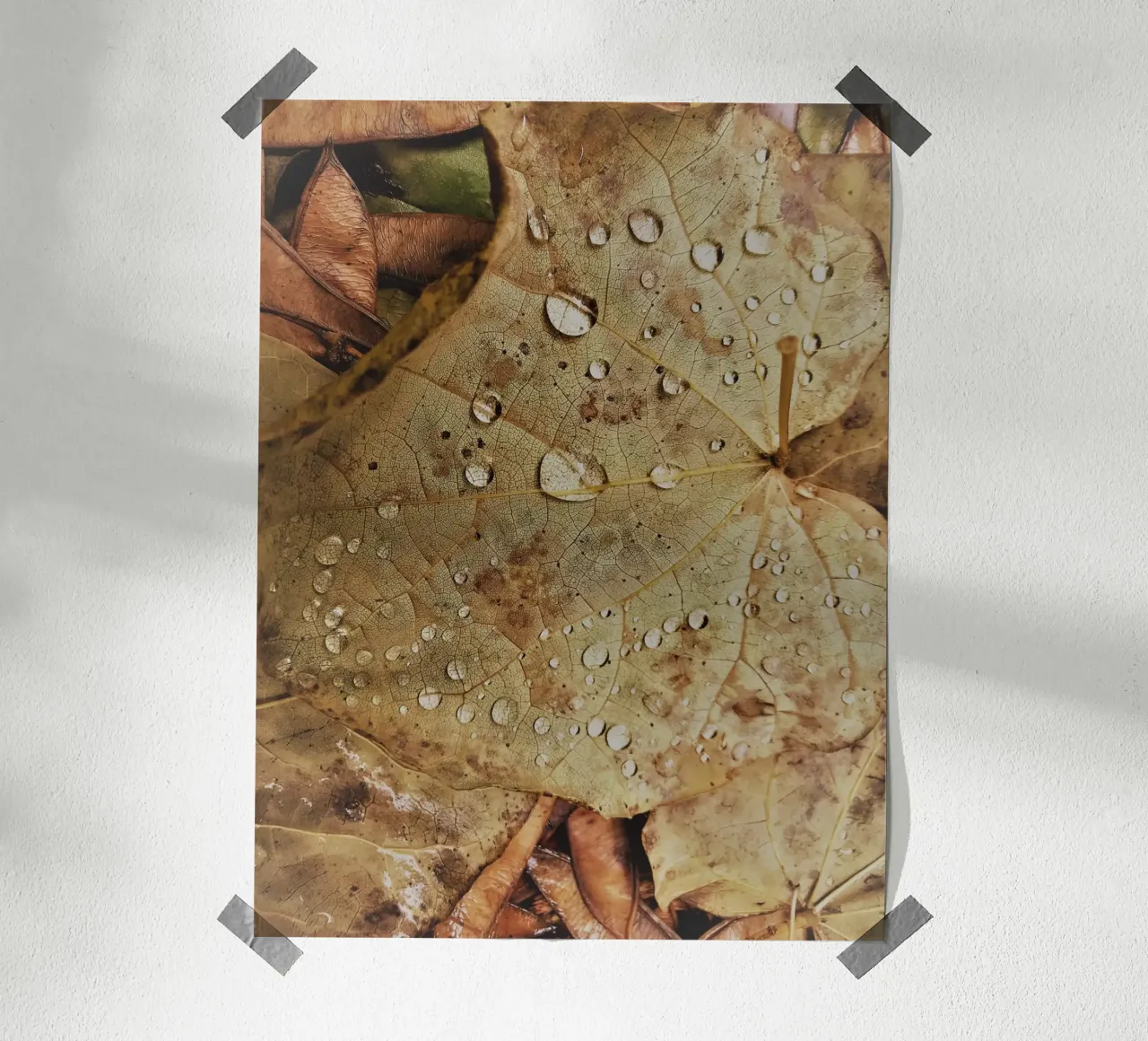 Leaf with water droplets carta hahnemühle da vintageshop