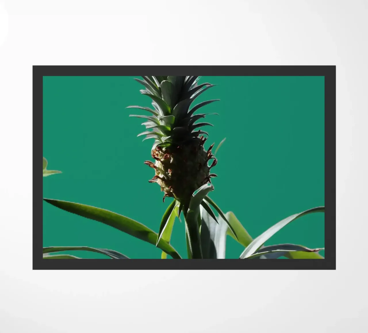 L'ananas zerbino da Alexandra Joseph Fotomomente