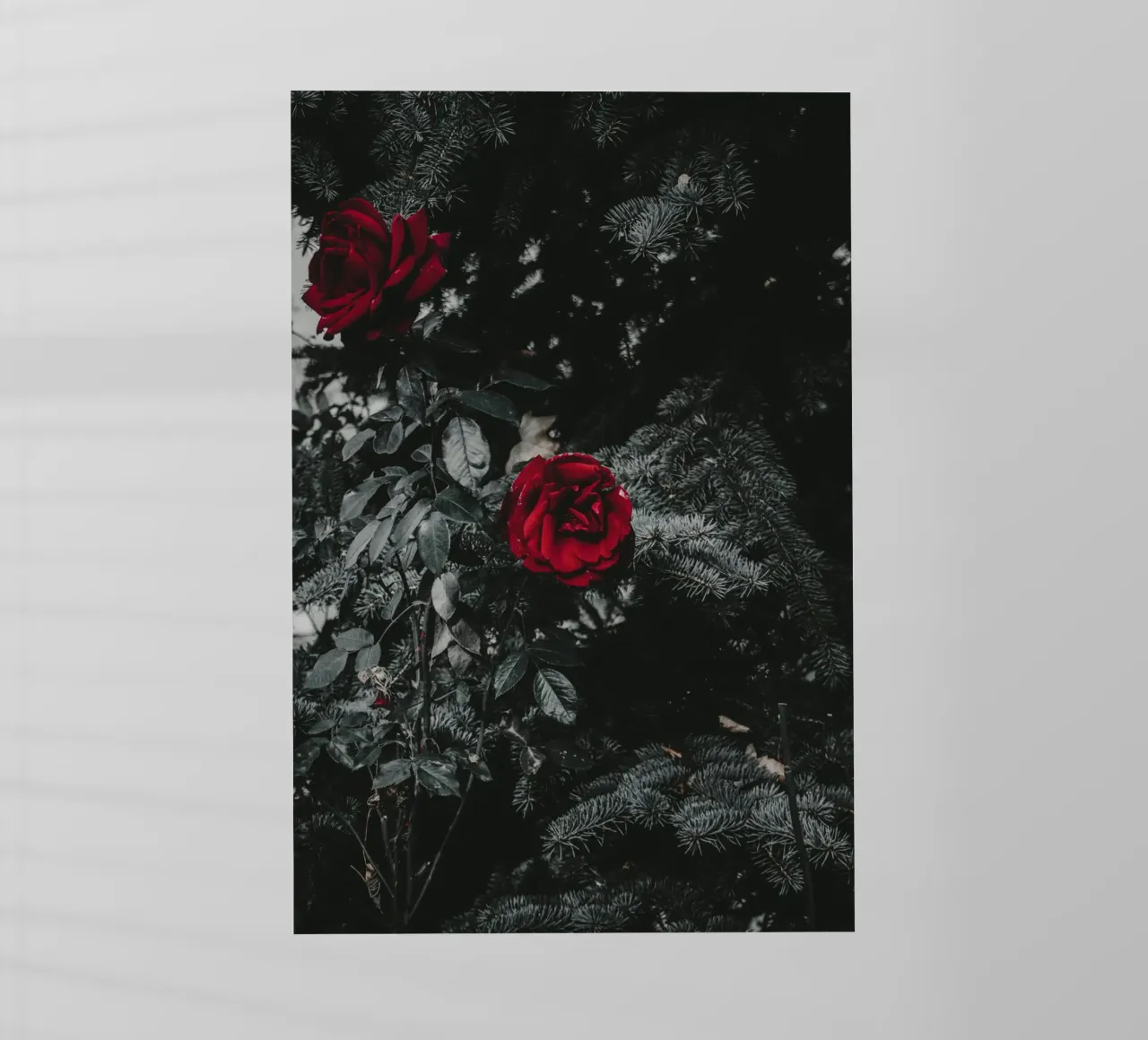 red rose in black shade pellicola backlit da comura