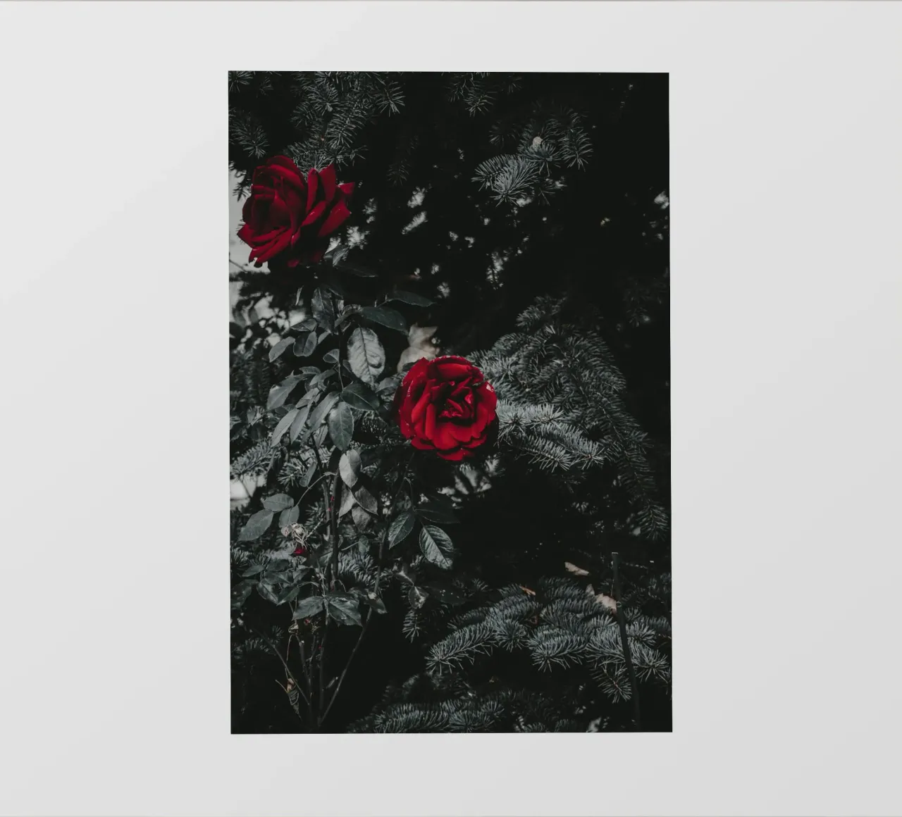 red rose in black shade pellicola backlit da comura