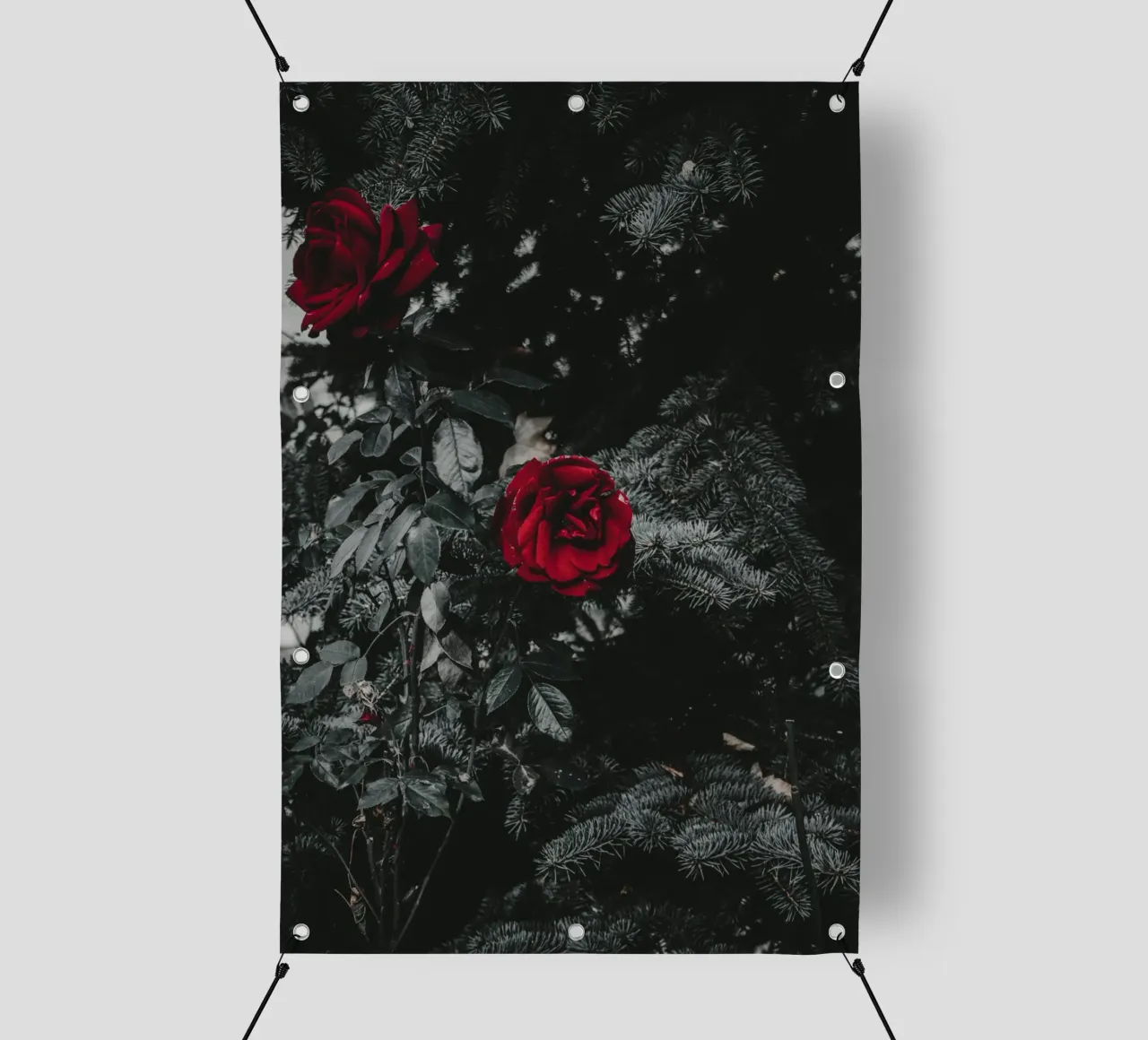 red rose in black shade telo in pvc da comura
