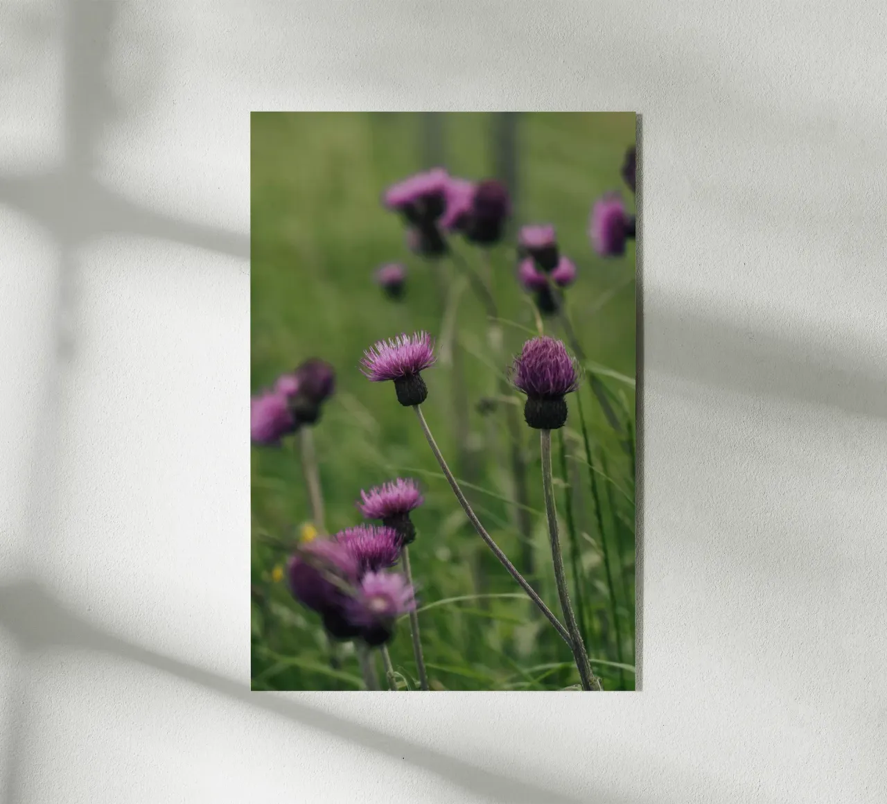 National Flower Acryl-Glas von Lena Stamm