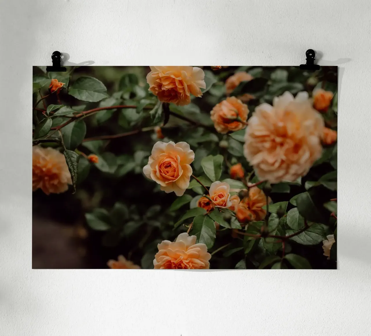 English Rose poster van Lena Stamm
