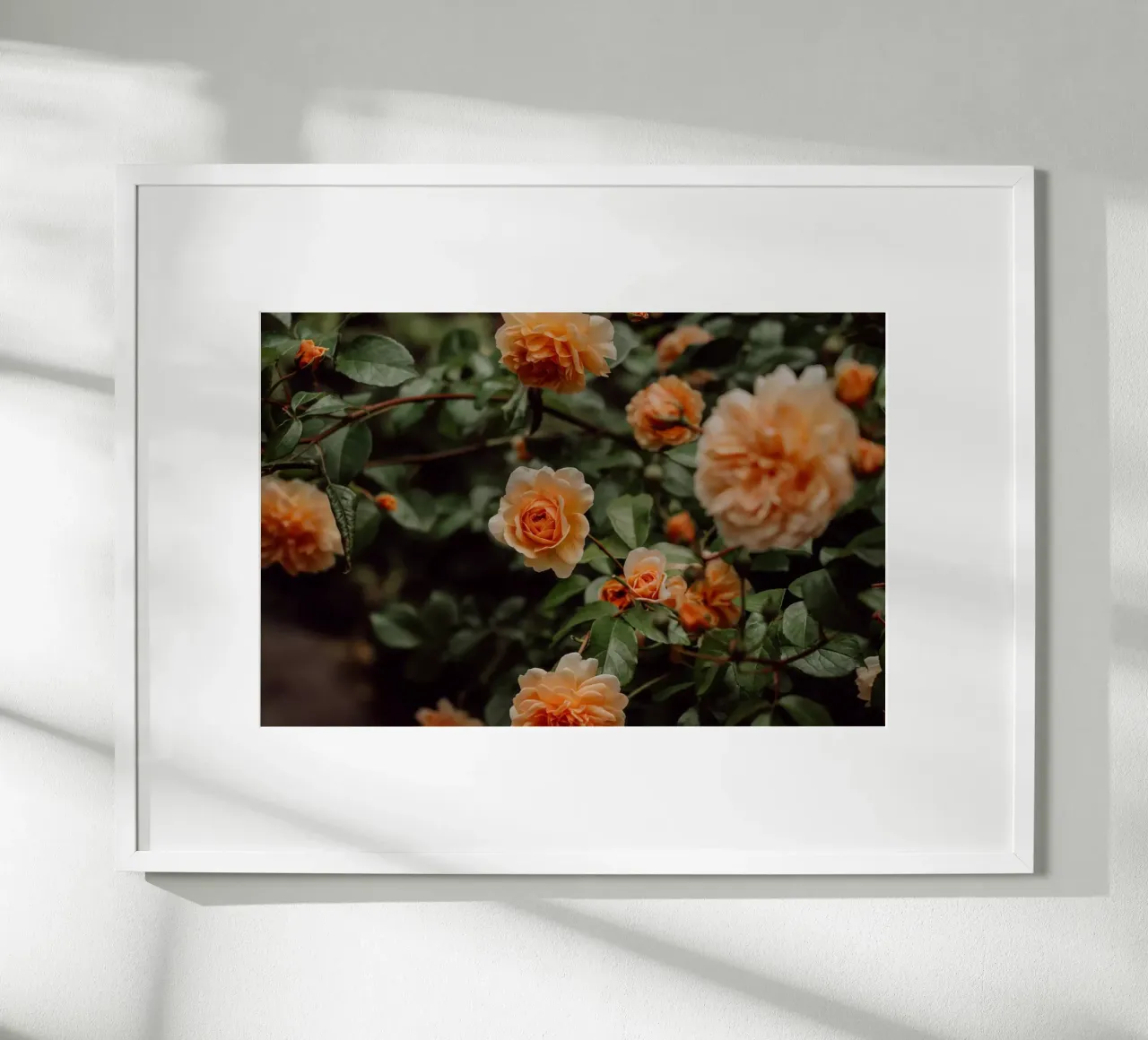 English Rose poster van Lena Stamm