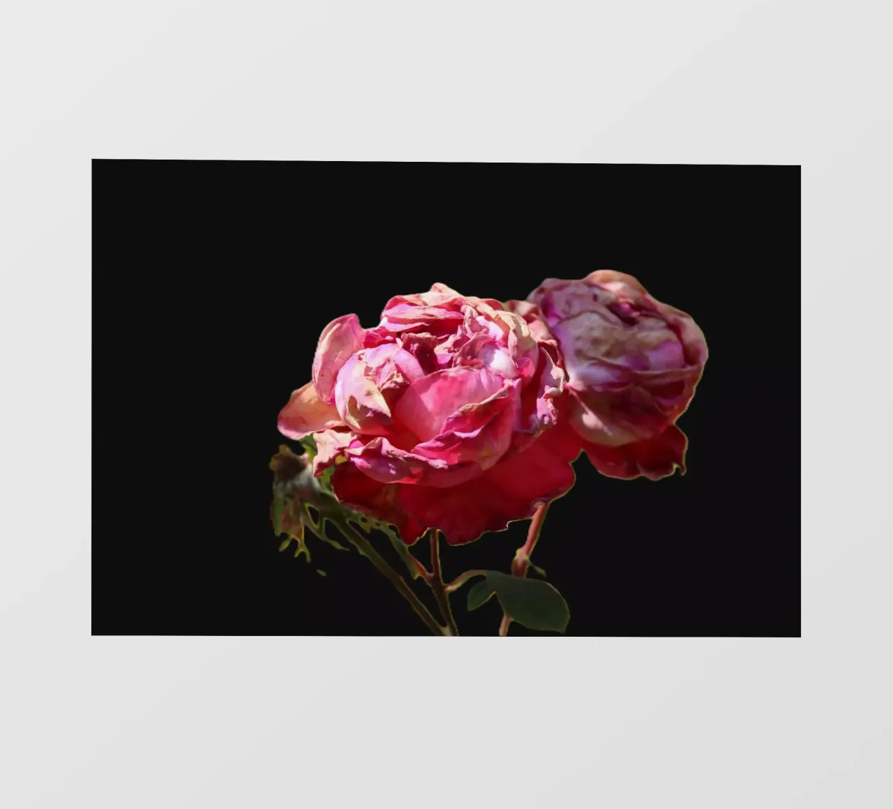 Pink Roses backlit folie van Alexandra Joseph Fotomomente