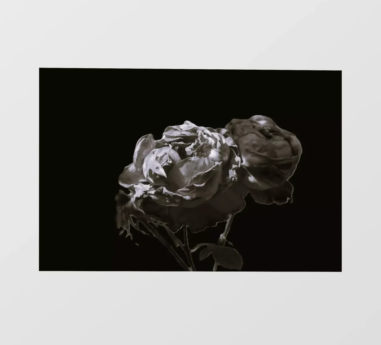 Rose bianche e nere pellicola backlit da Alexandra Joseph Fotomomente