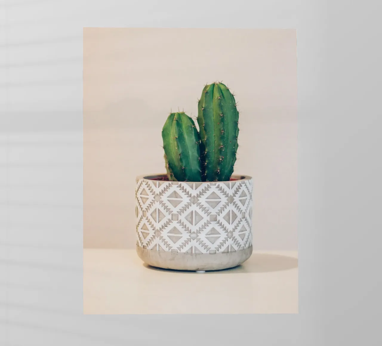 cactus on vase pellicola backlit da comura
