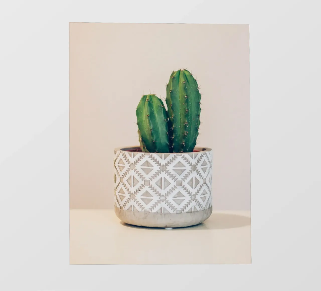 cactus on vase telo in pvc da comura
