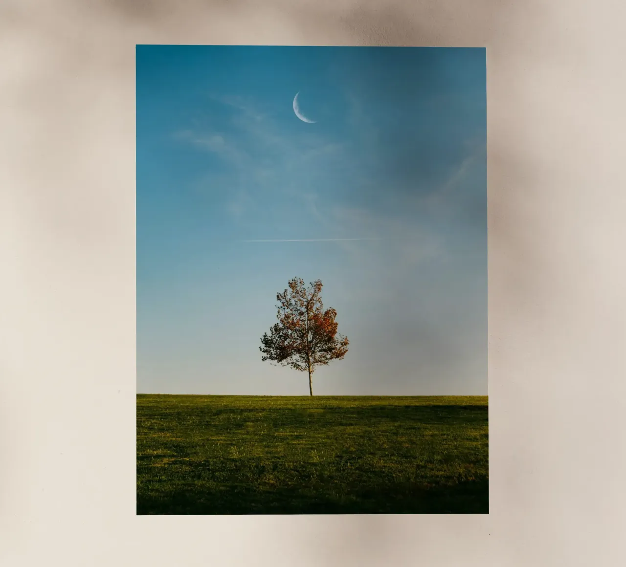 alone tree and the moon pellicola backlit da comura