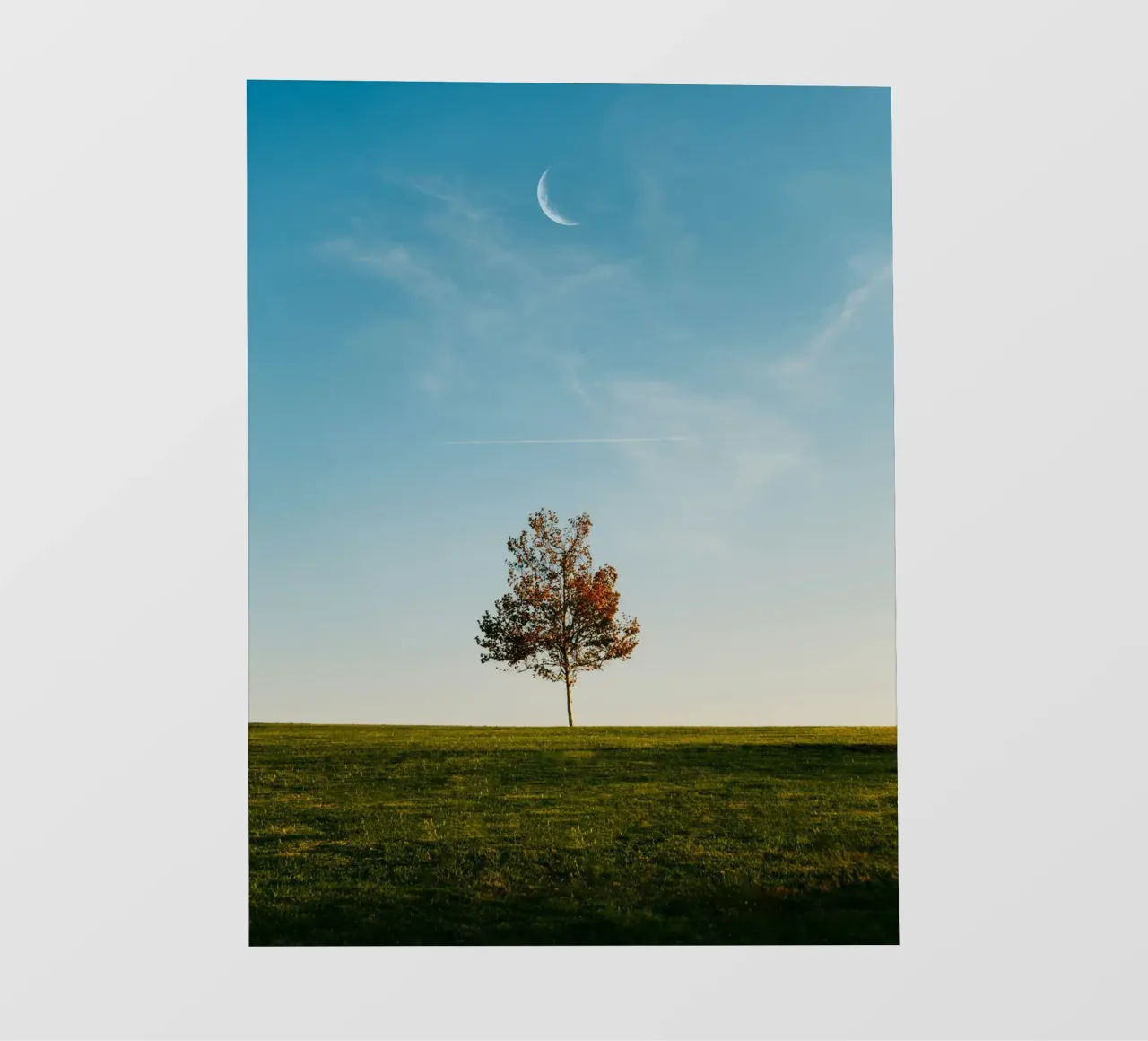 alone tree and the moon pellicola backlit da comura