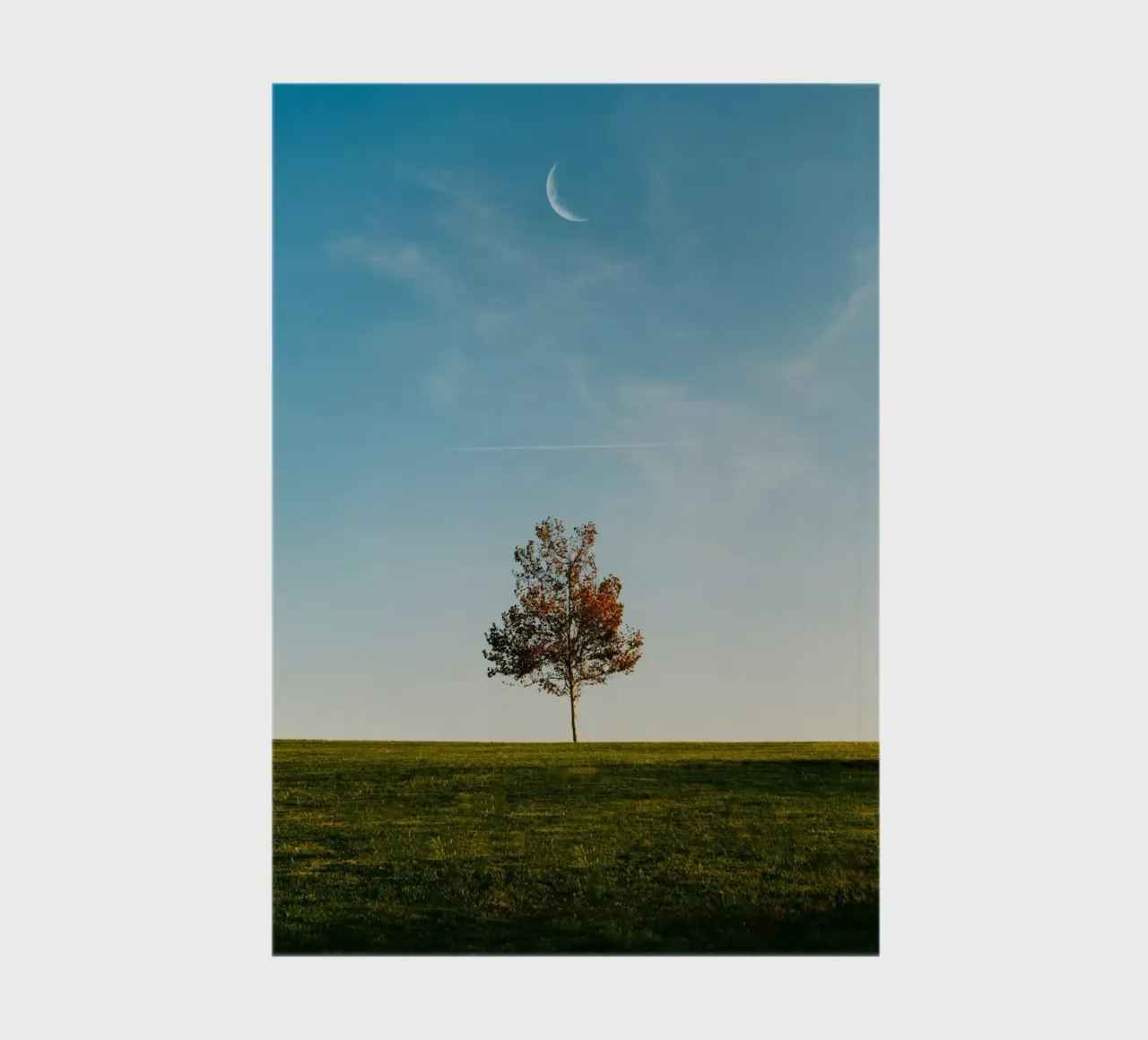 alone tree and the moon notebook by comura