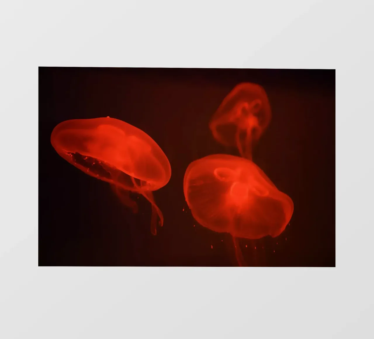 All'acquario #4 pellicola backlit da Tal Paz-Fridman