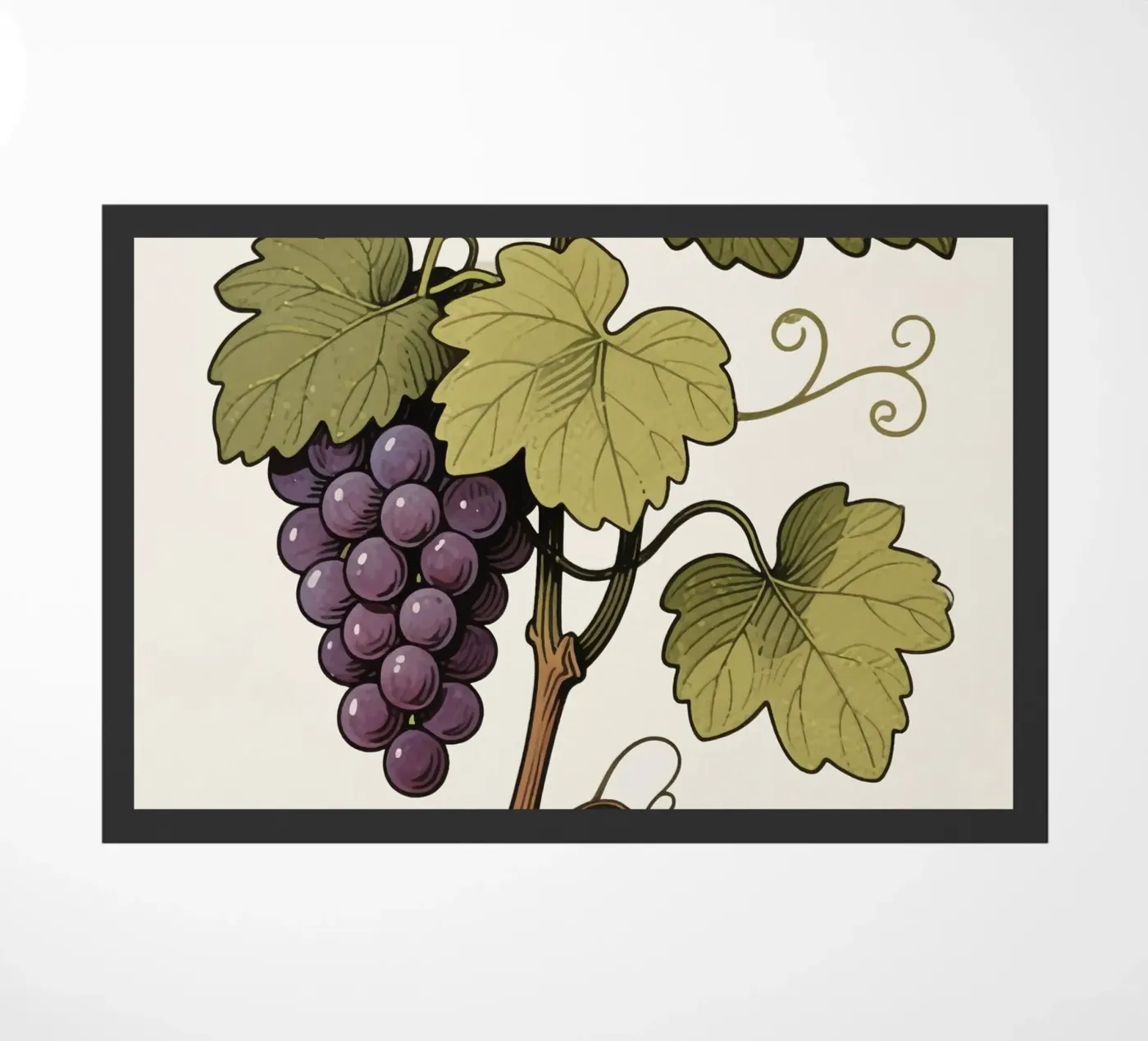 Pianta d'uva zerbino da knowledge