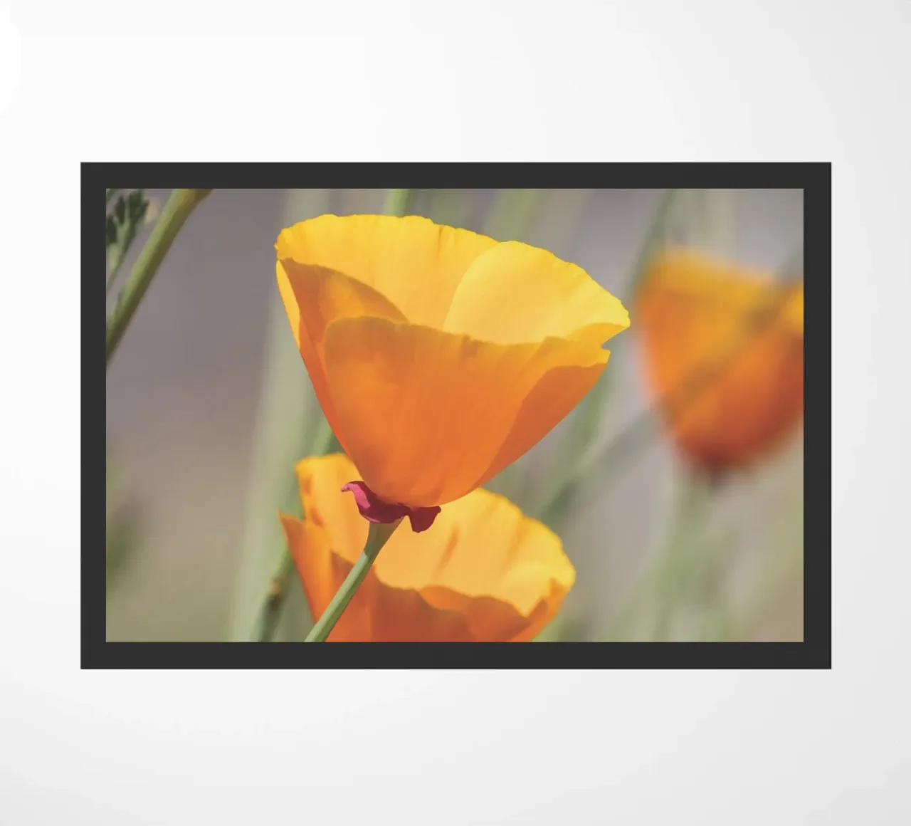 Yellow Flora zerbino da Dave Hare Photography