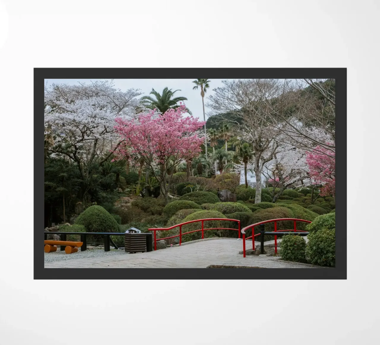 Fiori di ciliegio a Beppu, Giappone zerbino da Marcel Bisig