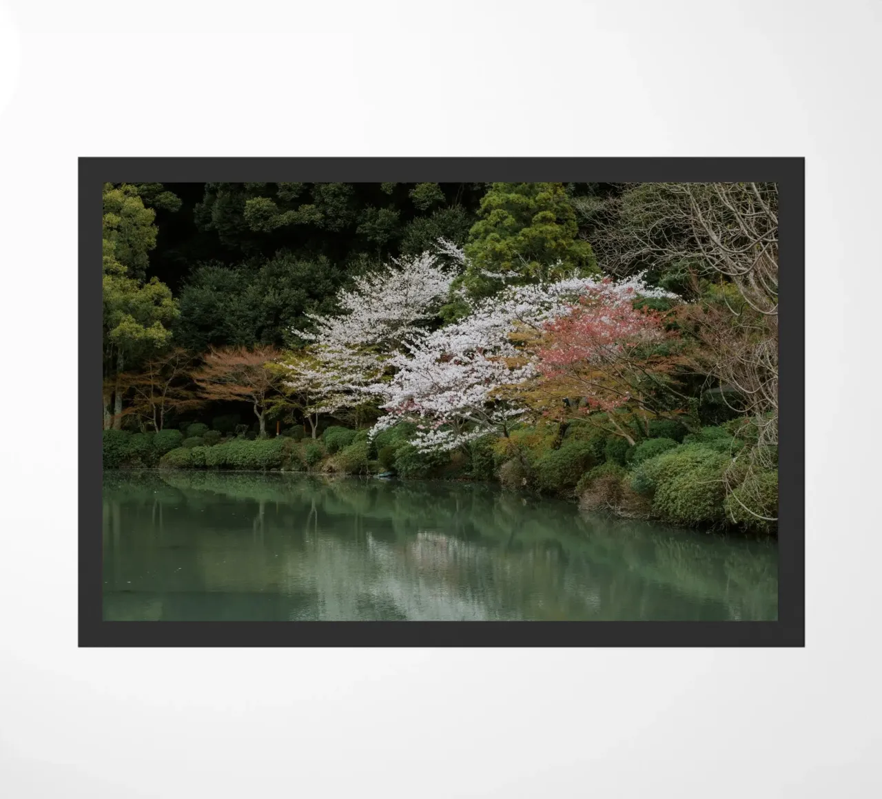 Laghetto dei ciliegi in fiore a Beppu, Giappone zerbino da Marcel Bisig