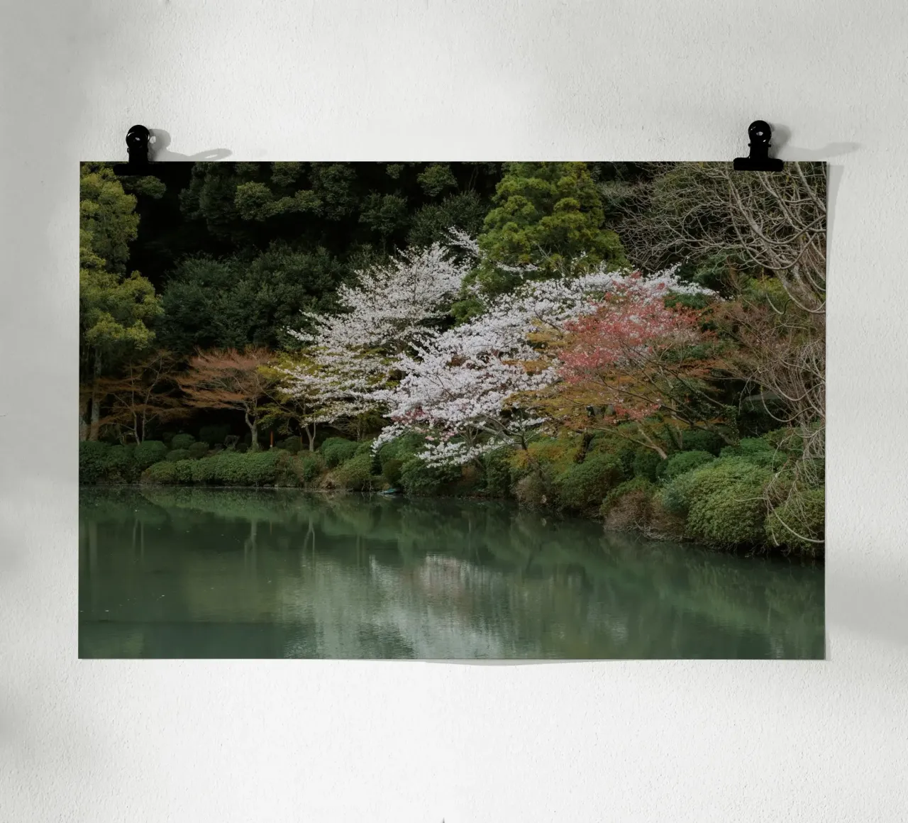 Laghetto dei ciliegi in fiore a Beppu, Giappone carta hahnemühle da Marcel Bisig
