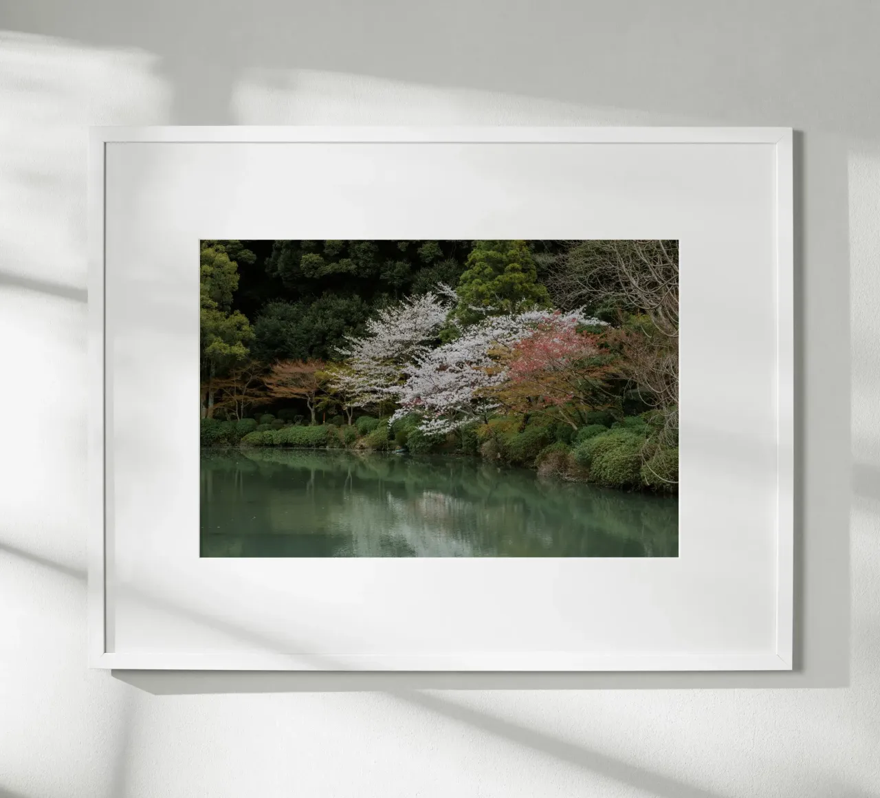 Laghetto dei ciliegi in fiore a Beppu, Giappone carta hahnemühle da Marcel Bisig