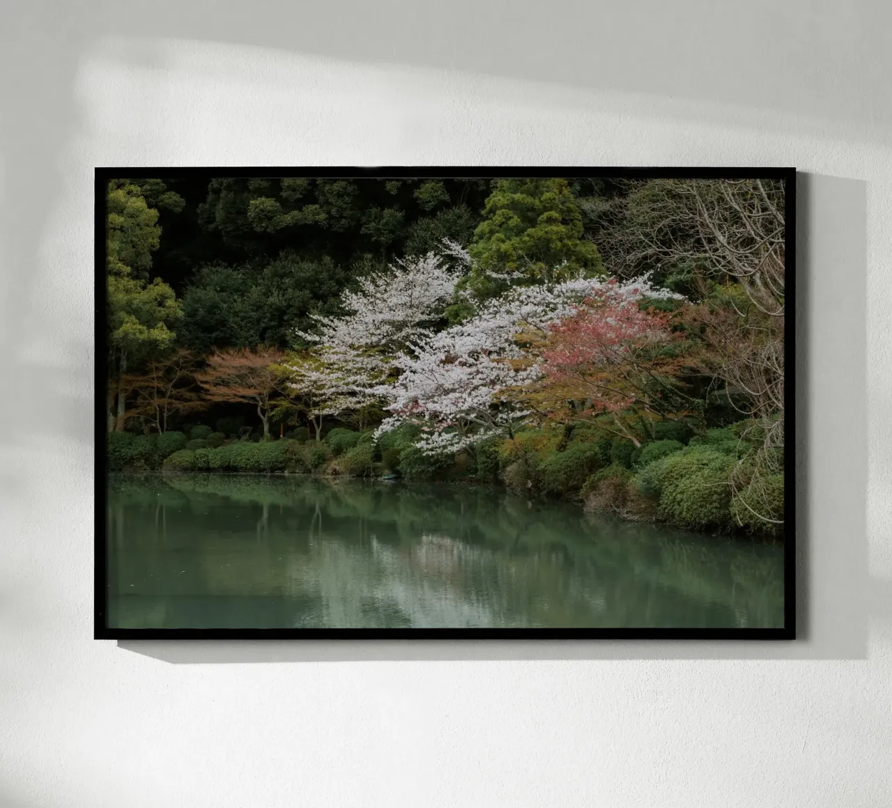 Laghetto dei ciliegi in fiore a Beppu, Giappone carta hahnemühle da Marcel Bisig