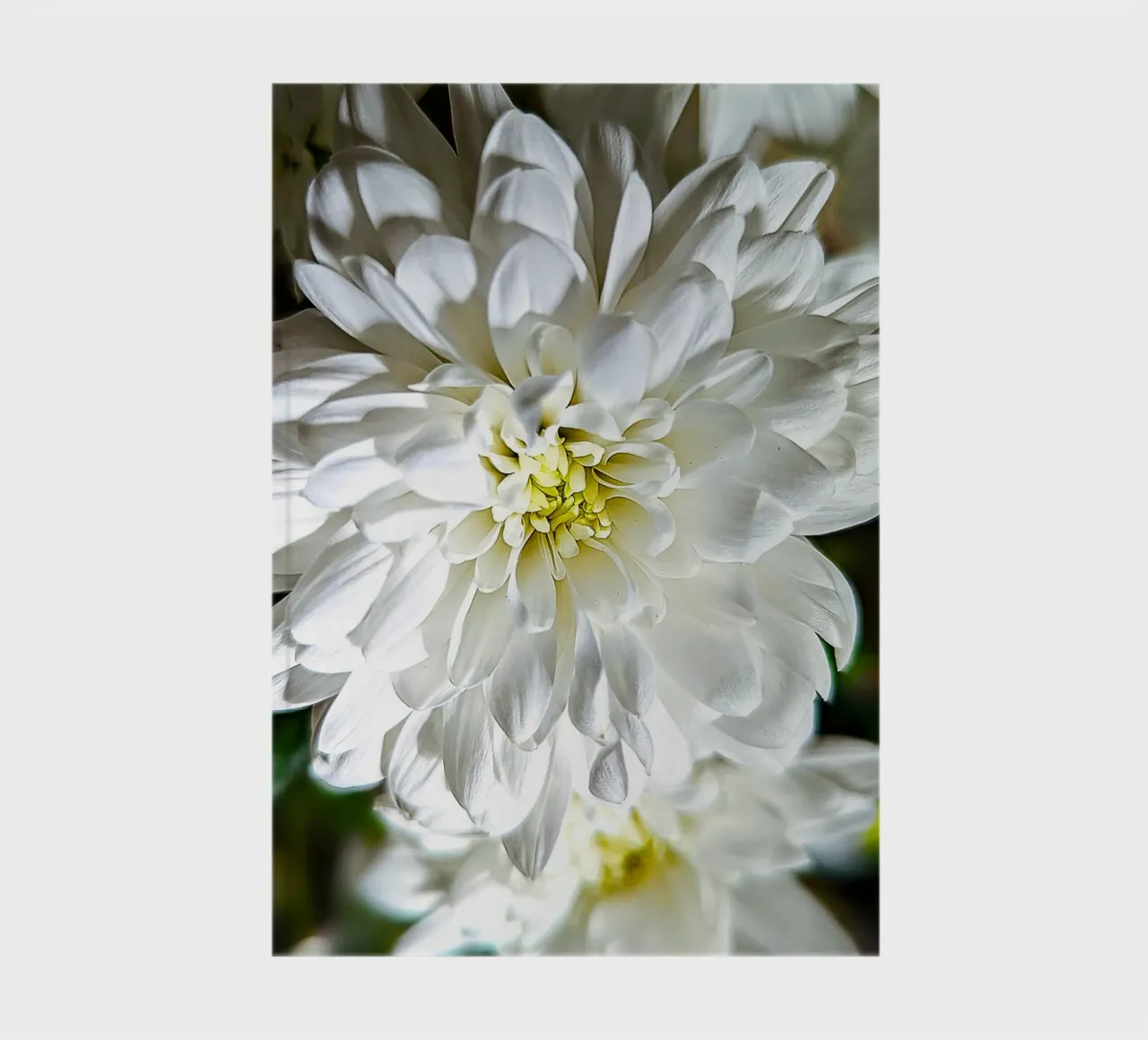 White Chrysanthemum Bloom – Fine Art Print notebook by jay