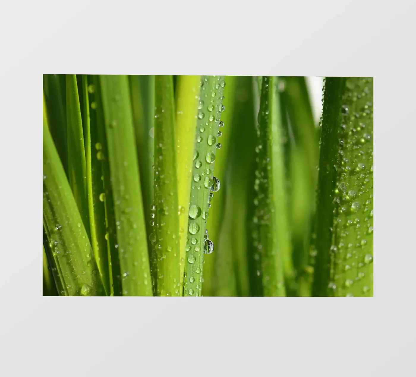 Drops of water Backlit Folie von Atteloi