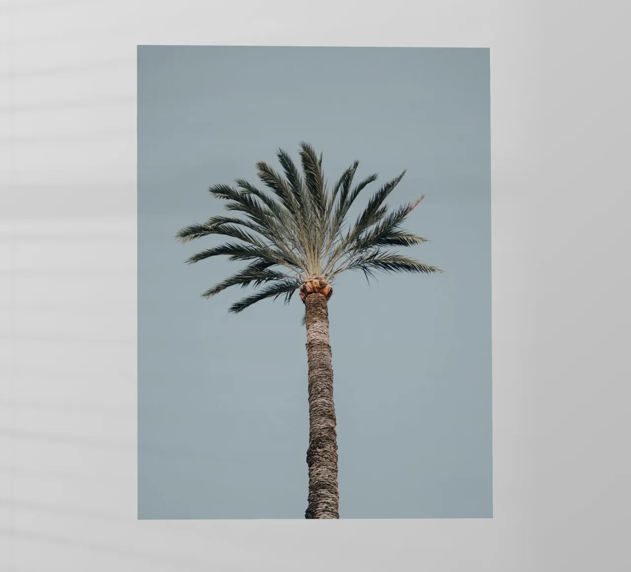palm in sky pellicola backlit da feny