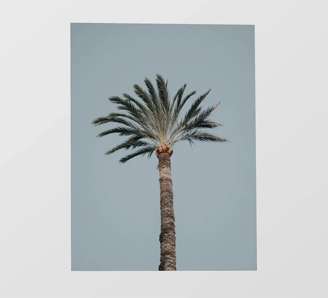 palm in sky pellicola backlit da feny