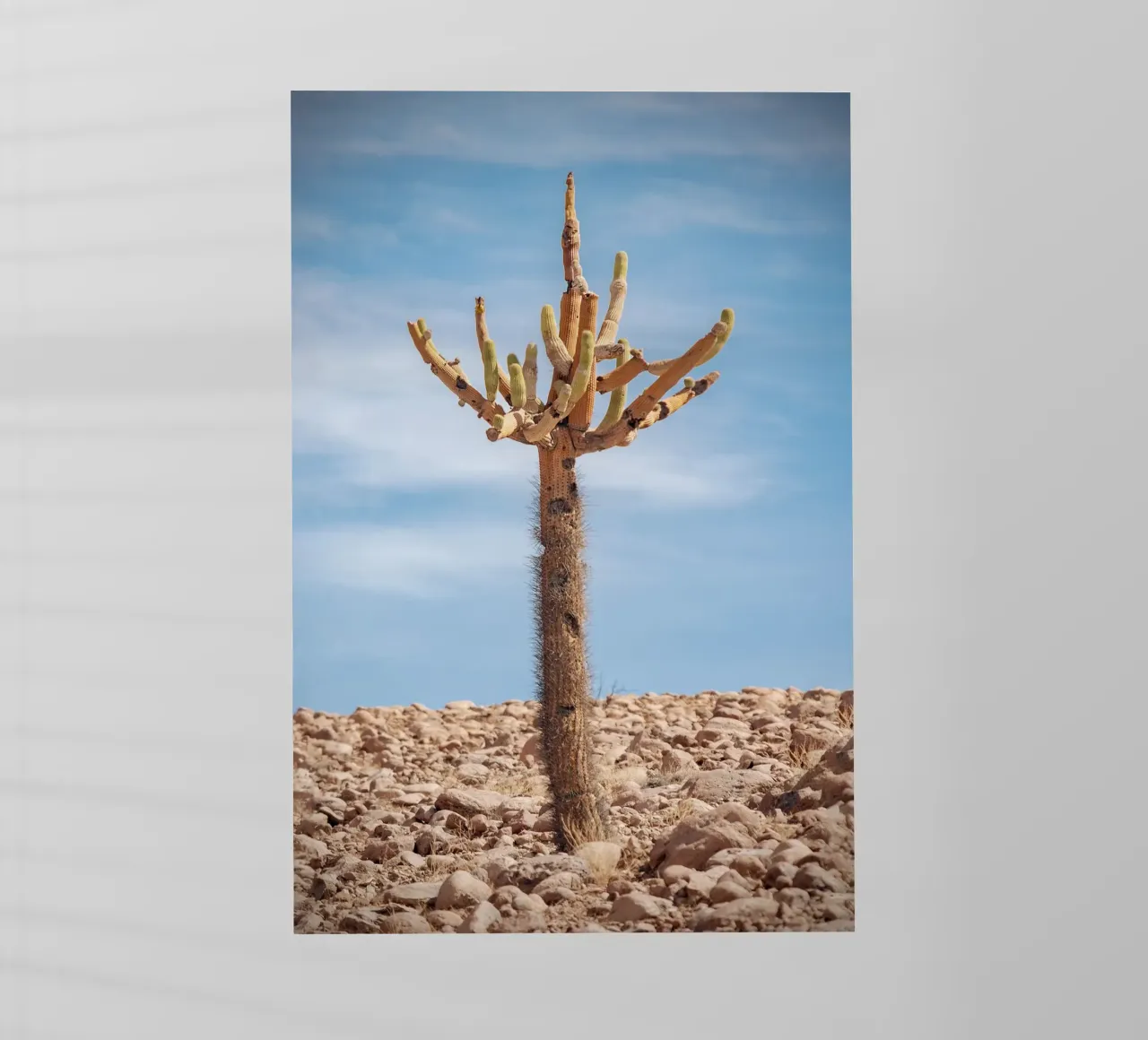 cactus in sky pellicola backlit da andern