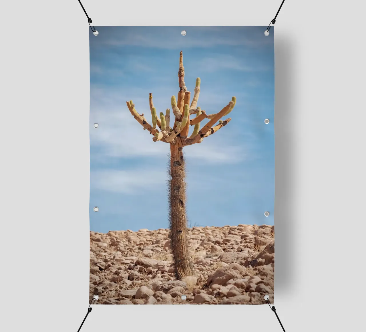 cactus in sky telo in pvc da andern