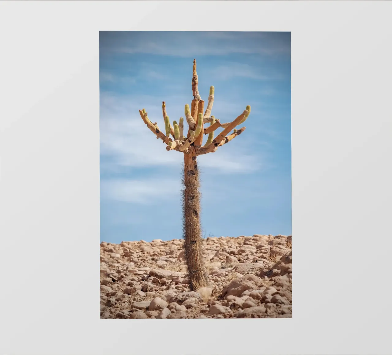 cactus in sky telo in pvc da andern