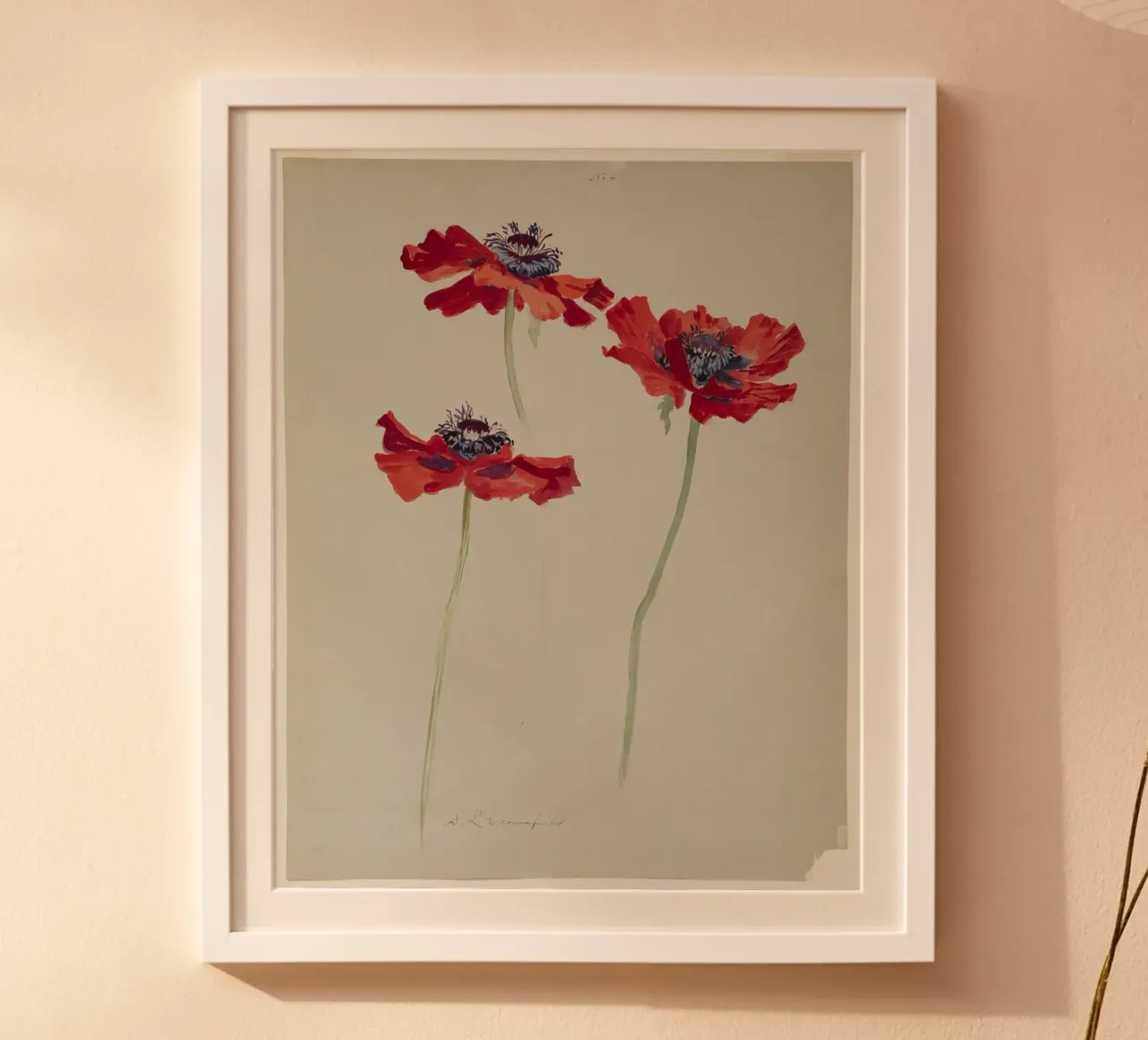 Three Studies of Poppies poster da vintageshop