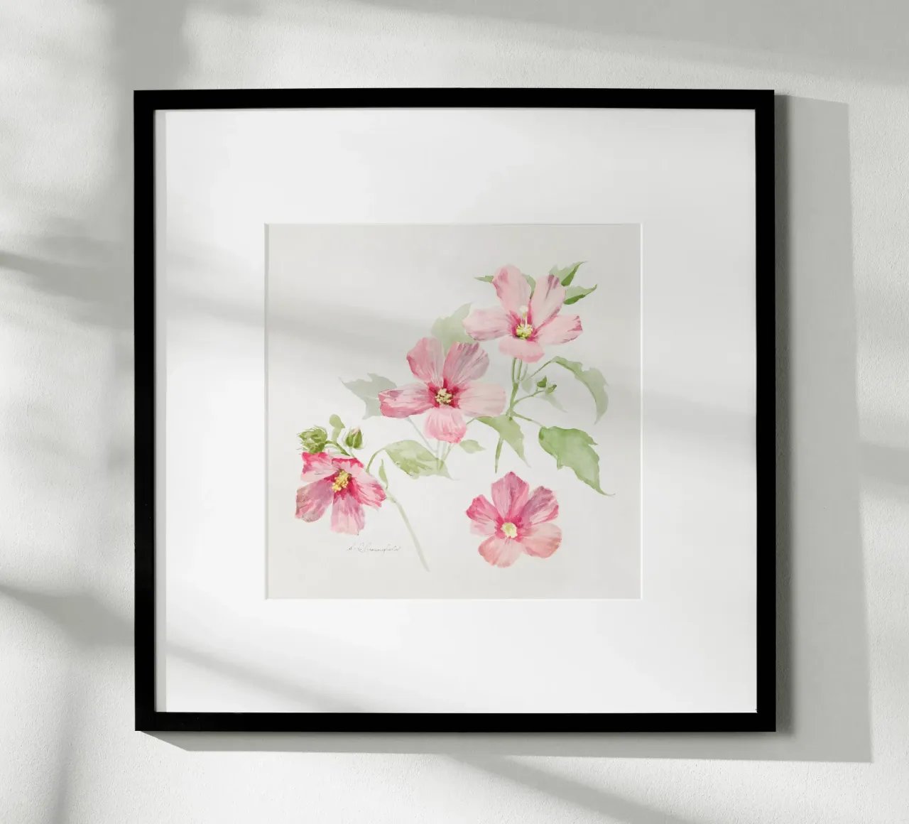 Study of Mallow poster da vintageshop