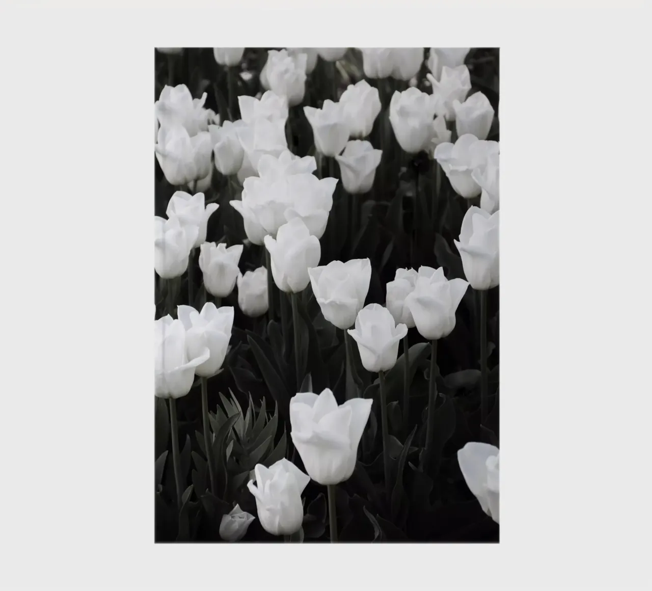 white tulip spring heaven notebook by Studio Nahili
