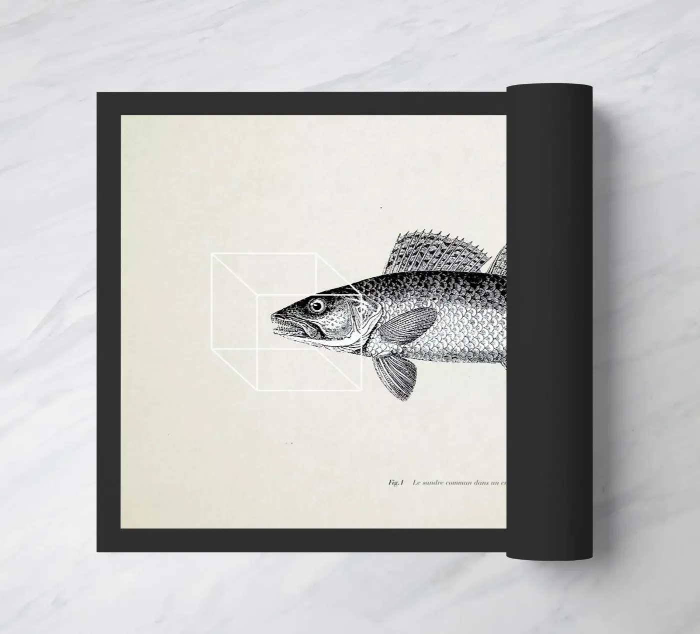 Fish#1 zerbino da Matteo Morelli