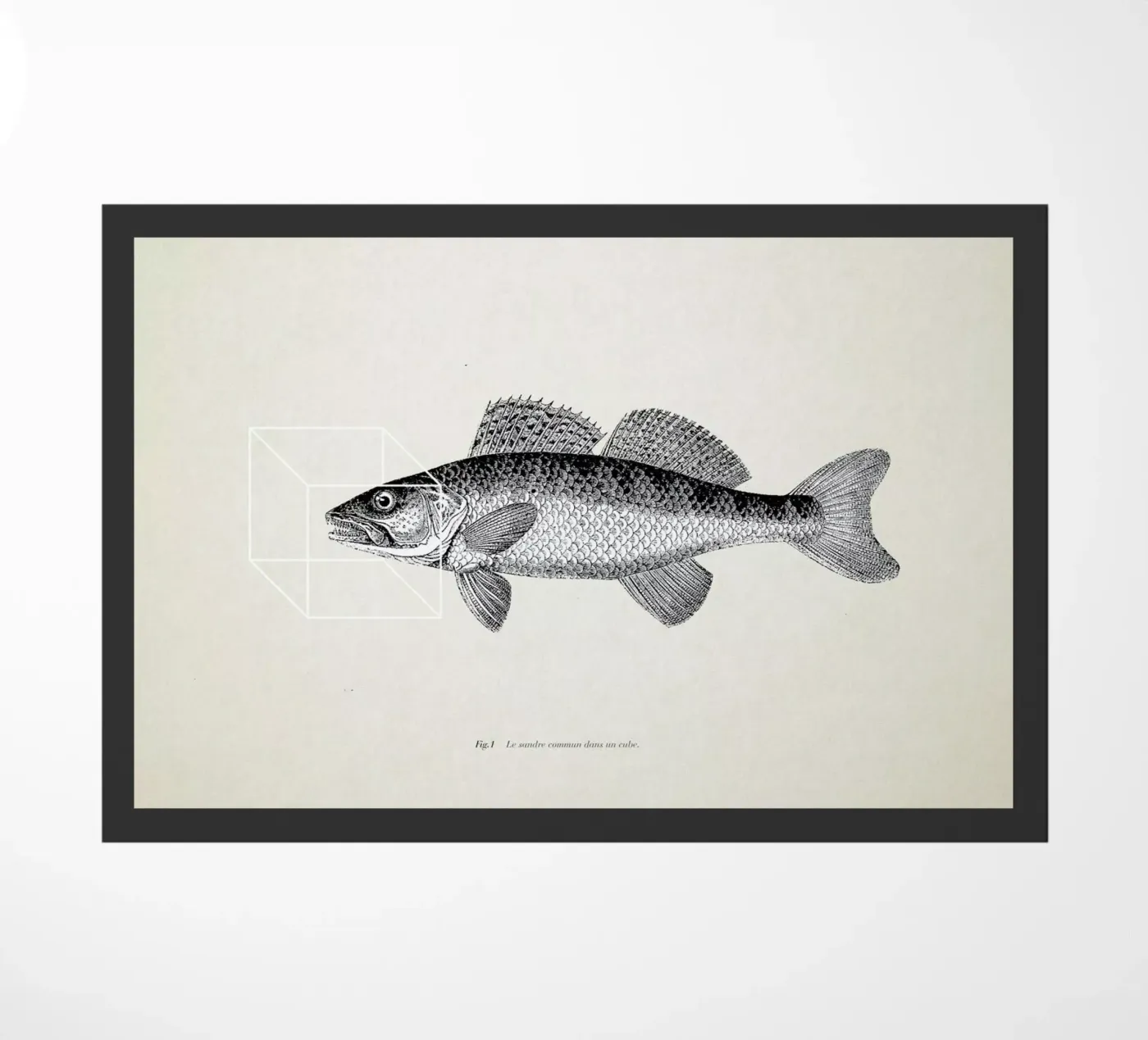 Fish#1 zerbino da Matteo Morelli